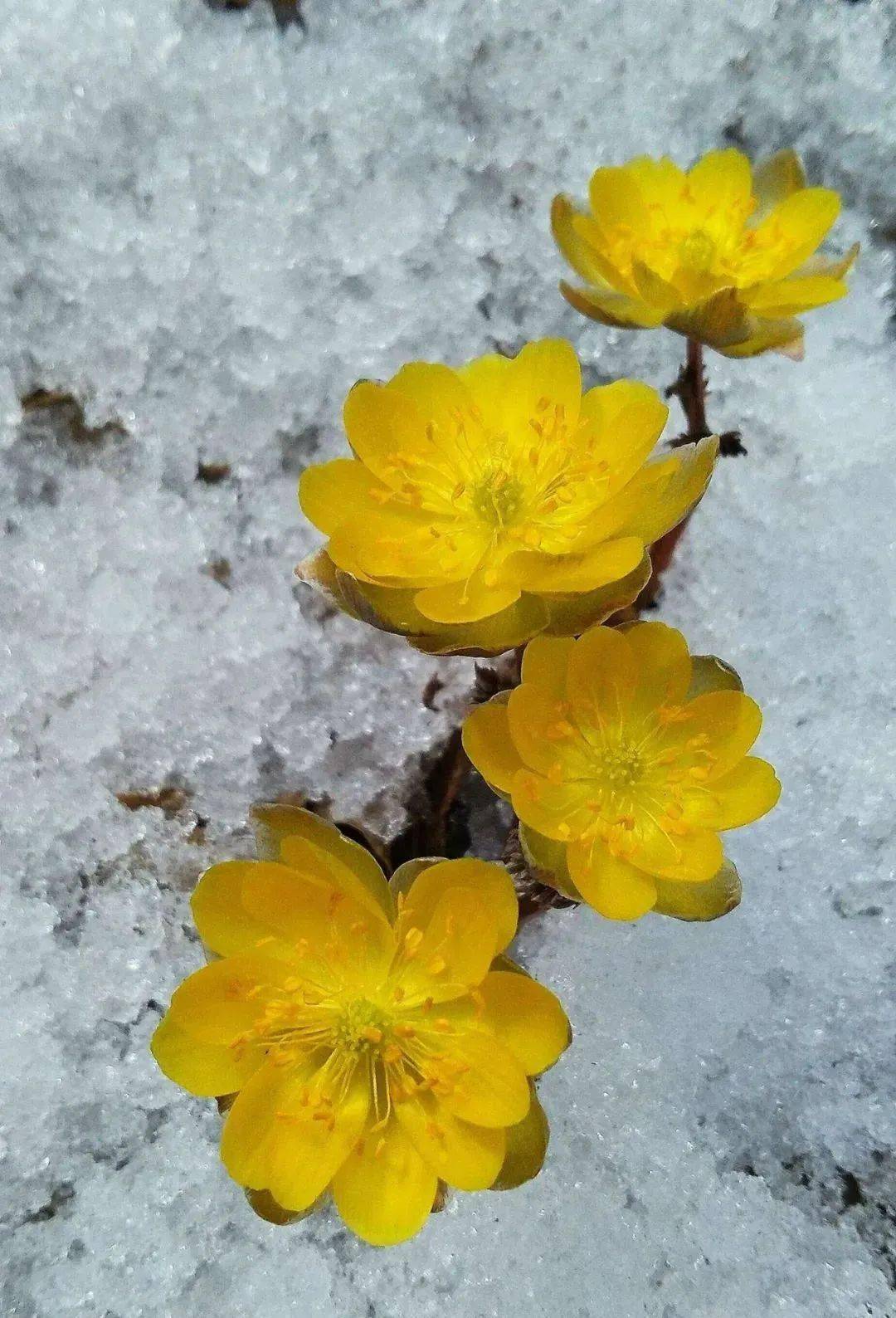 冰凌花的花期图片