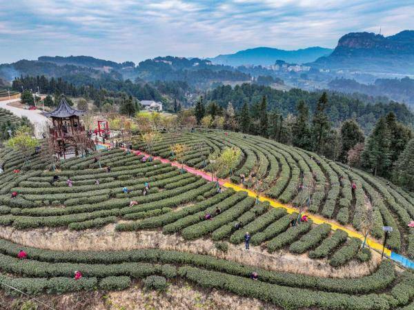重庆綦江:明前茶采收 助农户增收_新农村_石角镇_茶园