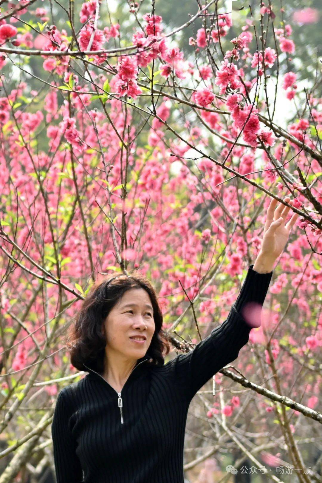 一起来八仙山拍拍那片桃花