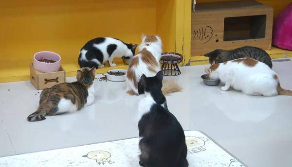 宠物免费领养是福利还是套路