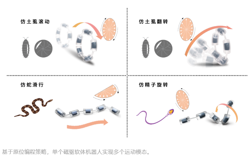 我国成功研制可靶向送药的磁驱软体机器人具有高灵活性和变形能力