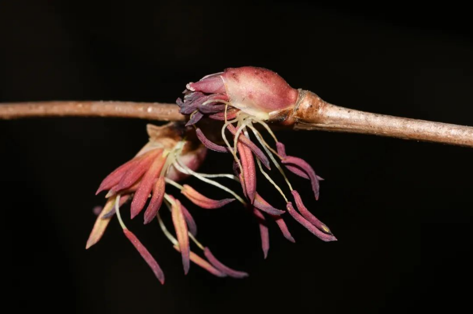 昆明植物园连香树40余年首开花长这样