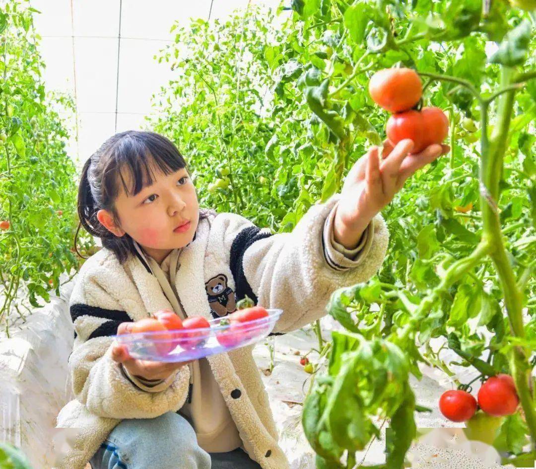 大棚_西红柿_敦煌市