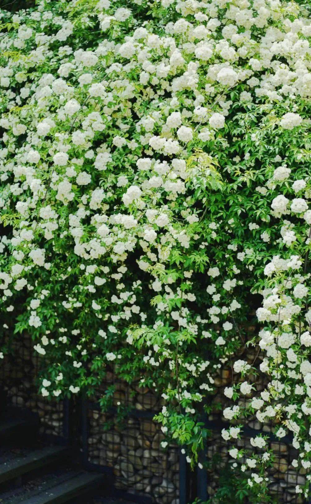 08 |  张大若木香花又称七里香.