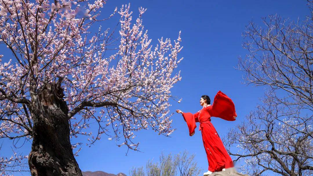 赞皇县第二届杏花节邀您来赏花速速了解交通管制措施