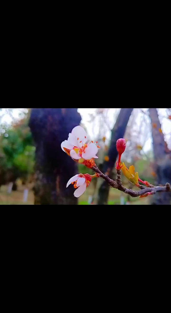 春已至花已开