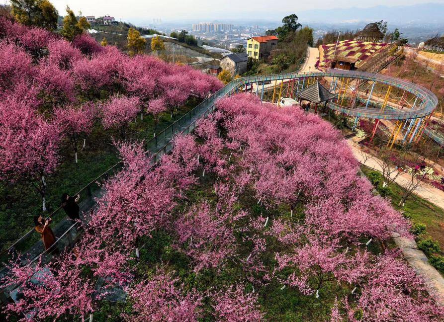 歌乐山红梅攻略,红岭溪谷攻略,凤凰花海攻略,太寺垭森林公园攻略,三河