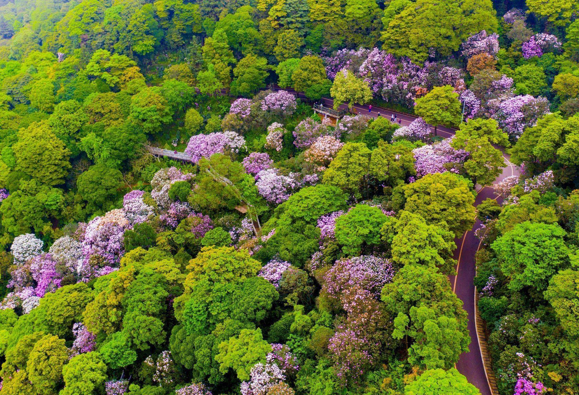 摄影:杨丽莹《霞映万花屏》摄影:冯驰记者从梧桐山风景区管理处获悉