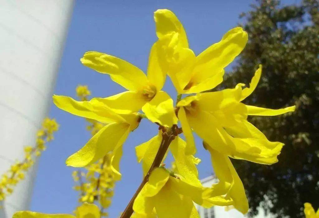 收藏秦皇岛2024花海预报来了邂逅烂漫繁花