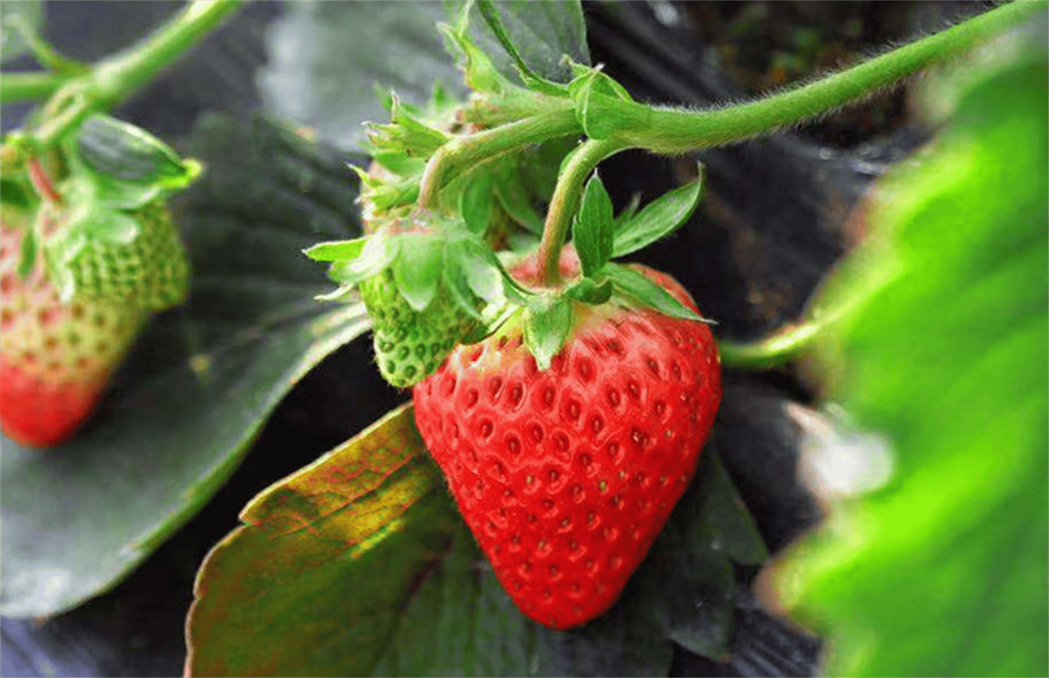 水果之王——丹东草莓,你不能错过的美味!_种植_荔枝_农产品