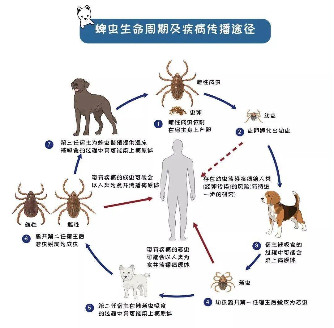 蜱虫繁殖图片