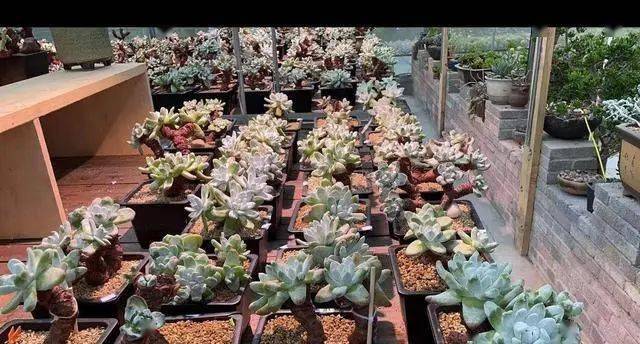 大棚养多肉,栽种爱用小黑方,原来不是图便宜,还有4个好处