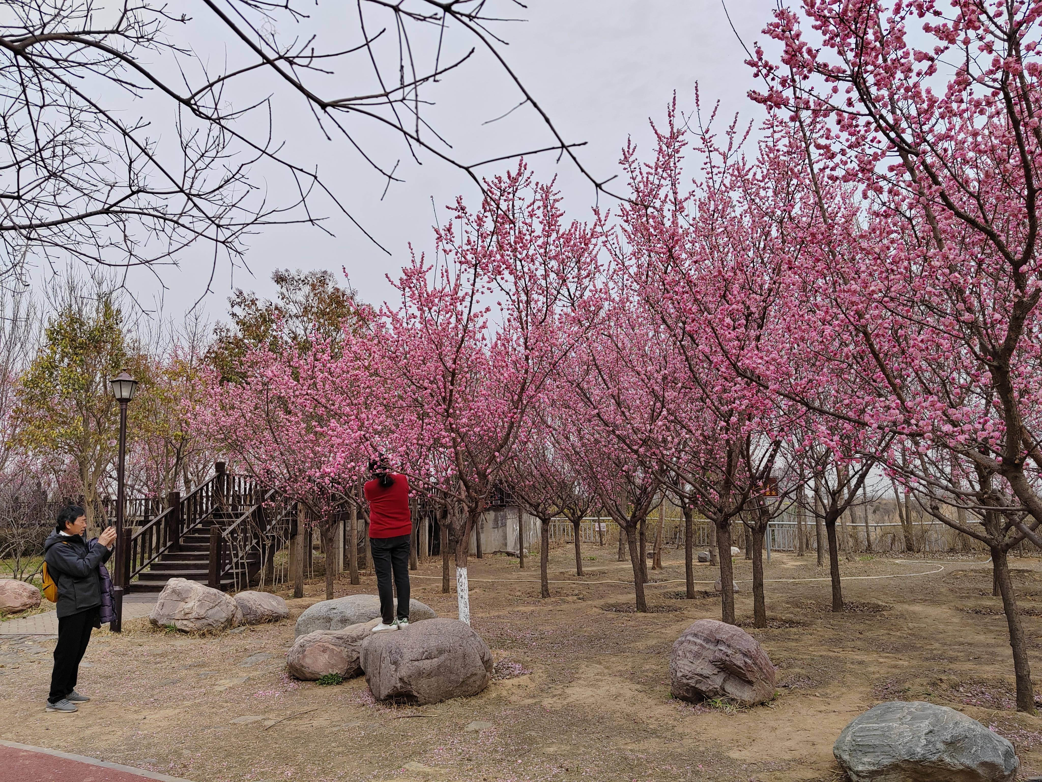 郑州树木园的春之趣