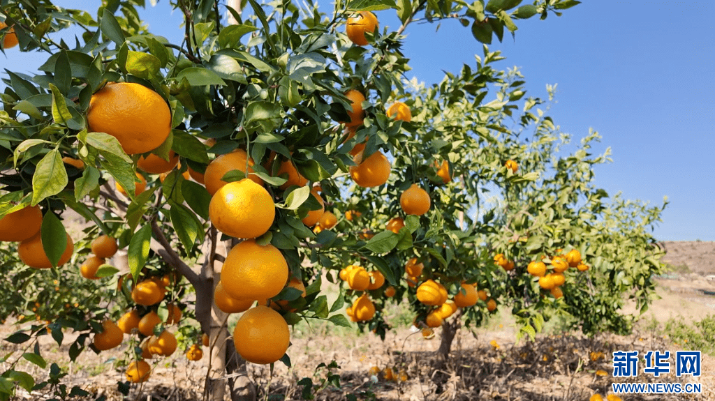 6969据了解,种植基地目前共种植黄美人柑橘500亩,用工需求达50