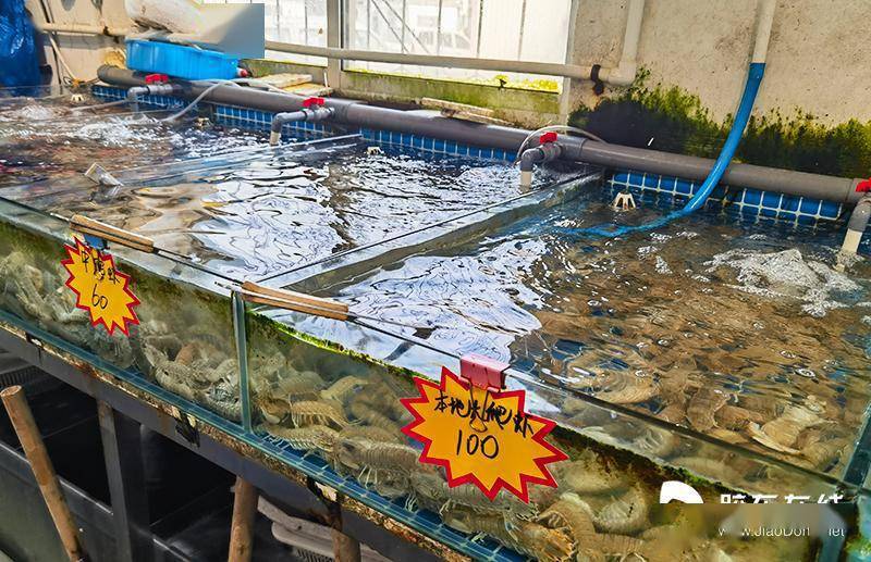 烟台春季海鲜市场热闹非凡 本地爬虾百元一斤仍受追捧