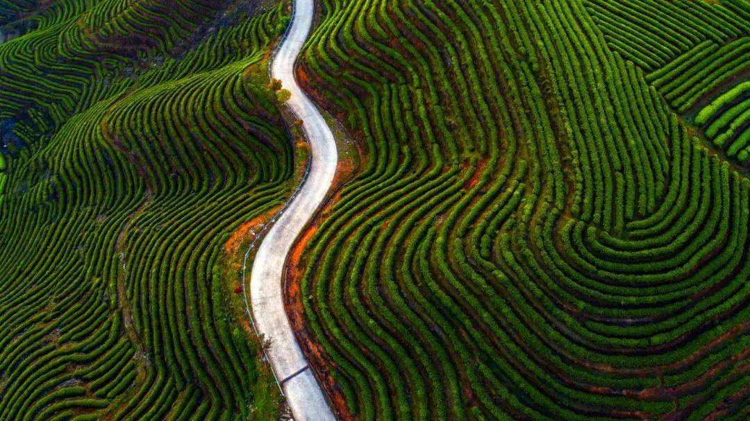 福州_茉莉_茶山