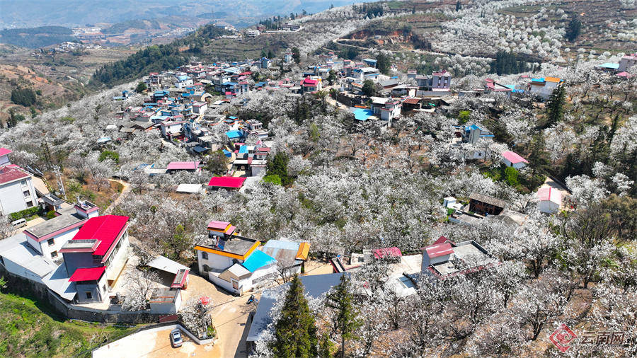 高清组图快来打卡云南个旧加级寨万亩梨花开满山谷