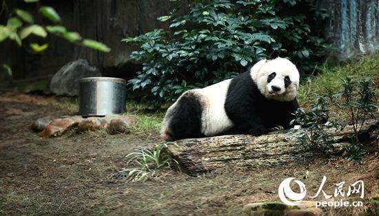 你不知道的冷知识大熊猫的寿命