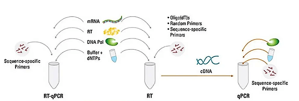 pcr扩增四次图示过程图片