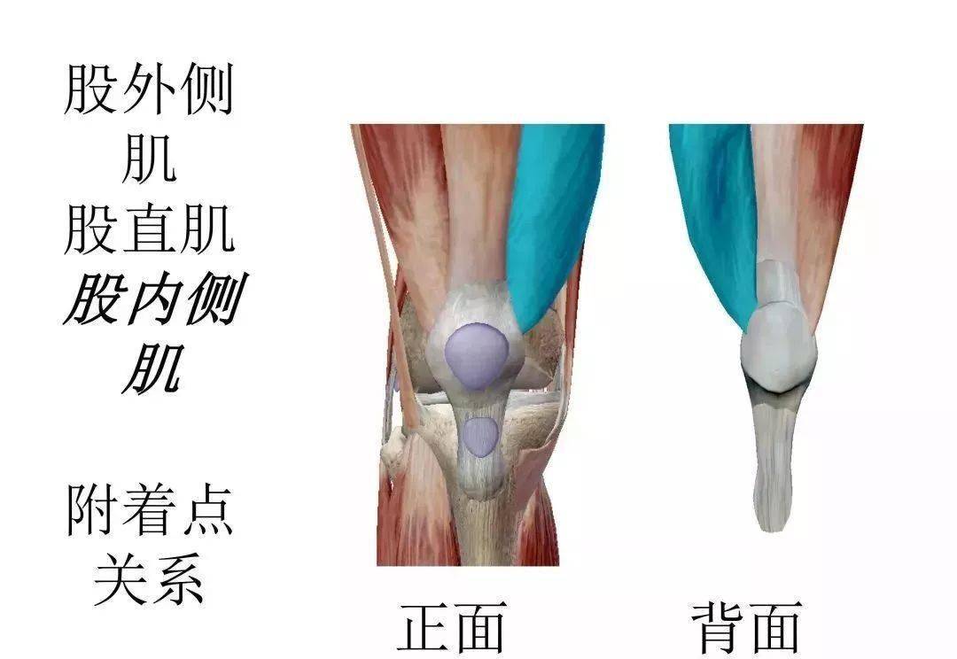 3d全彩膝关节解剖图谱