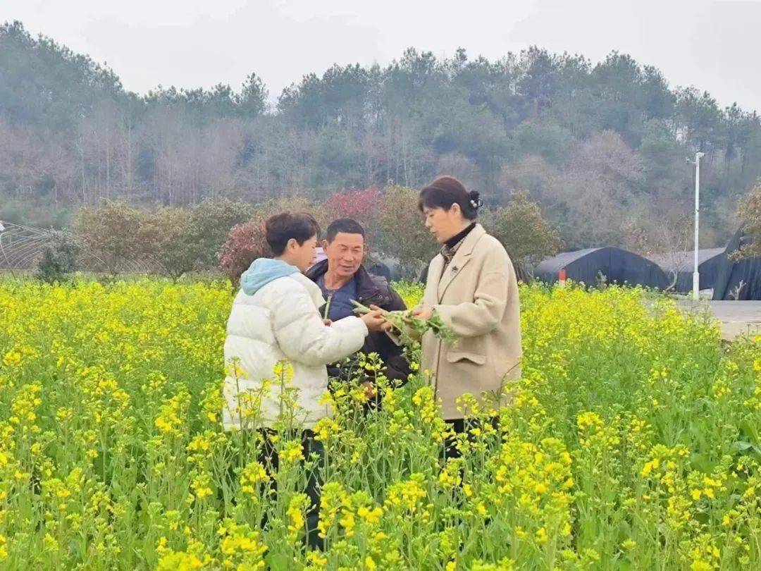 3月13至14日,屯溪区在奕棋镇瑶干村,黎阳镇傍霞村开展2024年粮油单产