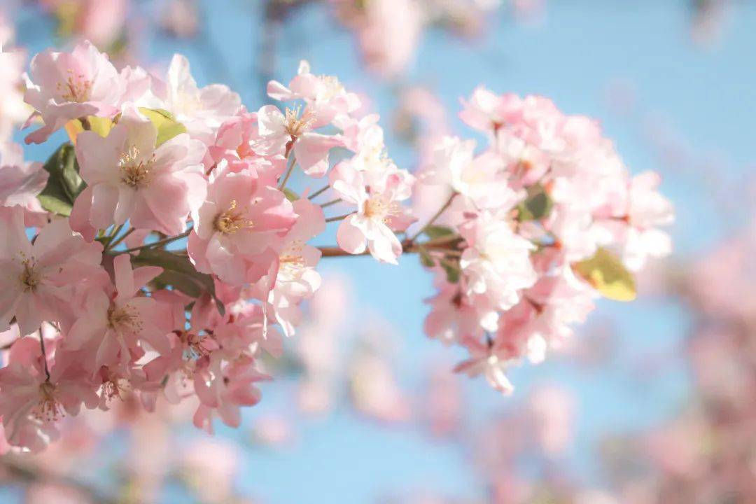 3月的昆明以西华公园海棠之名来一场浪漫约会