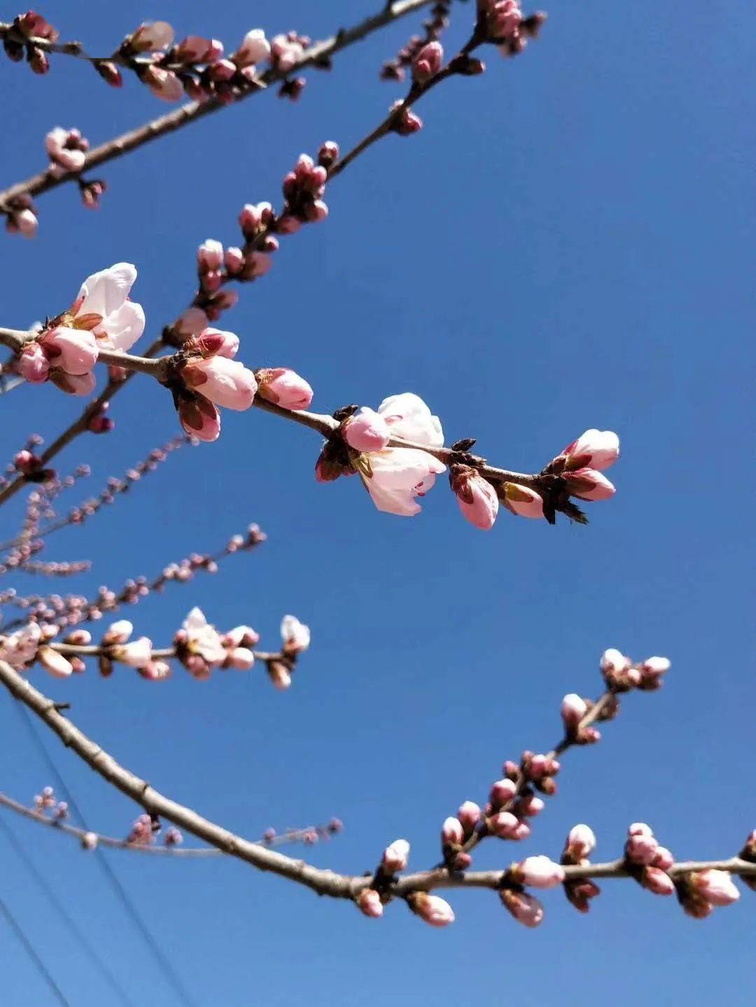 宋飞:三月,相约在最美的春光里_梨花_花朵_季节