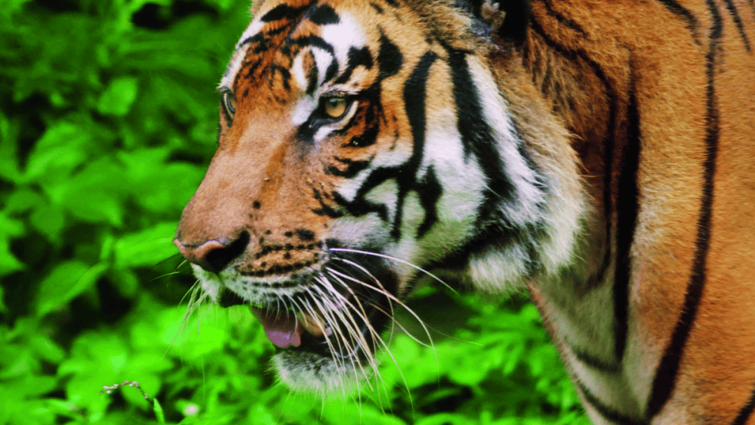 预约中国人爱吸猫但这样的大猫吸起来更香