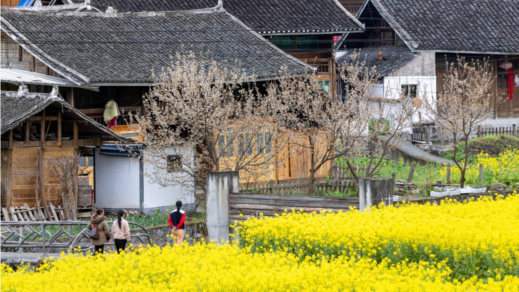 贵州施秉油菜花开引客来