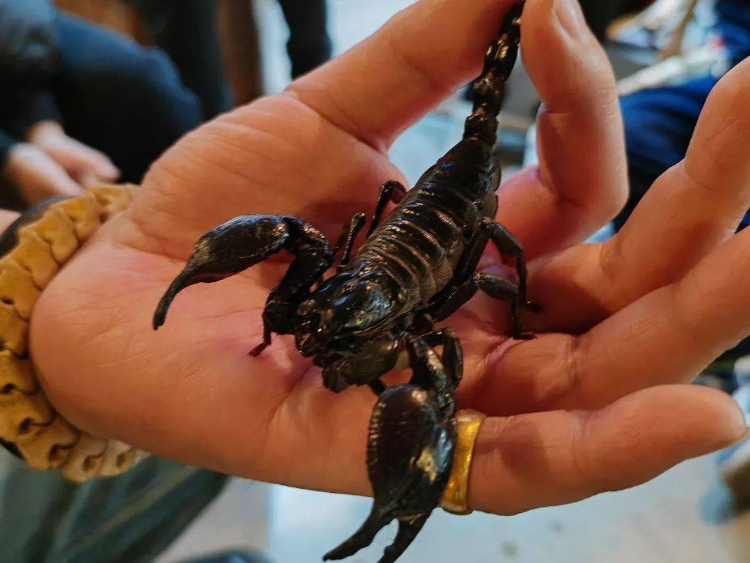 水陆精灵半日营探两栖动物主题科普馆了解水陆精灵的不为人知的另一面