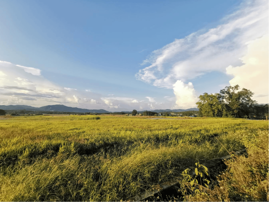 无忧图集一起奋斗在无忧勐腊的春天
