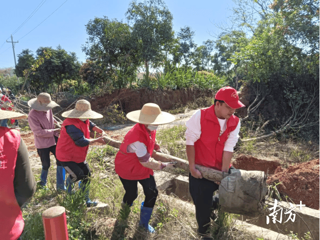 电白马踏开展义务植树活动60多场全民动员扩展绿色版图