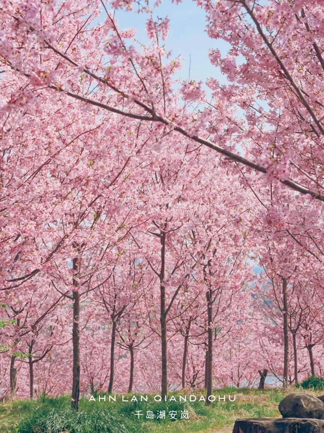 樱花比镰仓更美江浙沪度假圈头牌独占双岛一线湖景拿捏春日度假氛围感