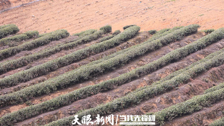 沿河后坪乡和美乡村焕发新活力