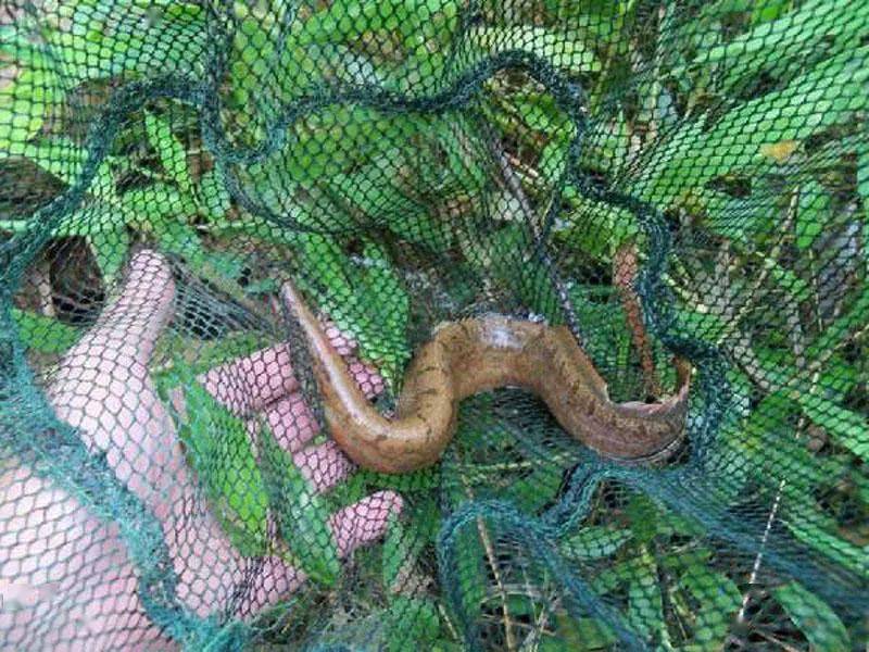 饶平客家人常说的猪麻鳝你还记得么