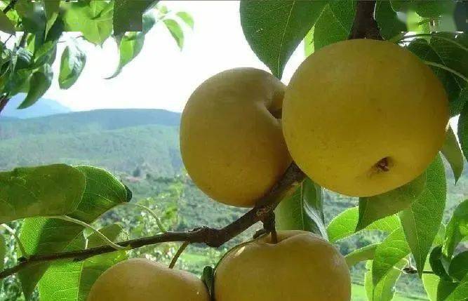 上海市果品行业协会带你走进四川