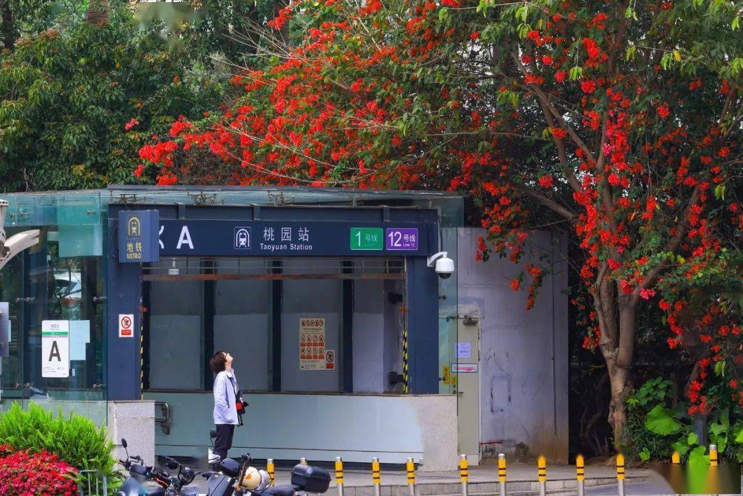 串串风铃树上团团黄花锦簇在东角头地铁站外黄花朵朵落英缤纷一起在