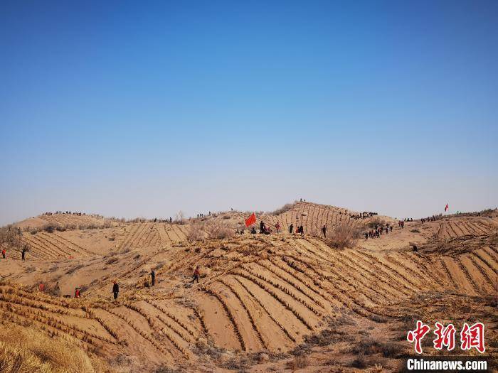 王皓 摄早春时节,甘肃省武威市凉州区2024年春季义务压沙活动按下启动