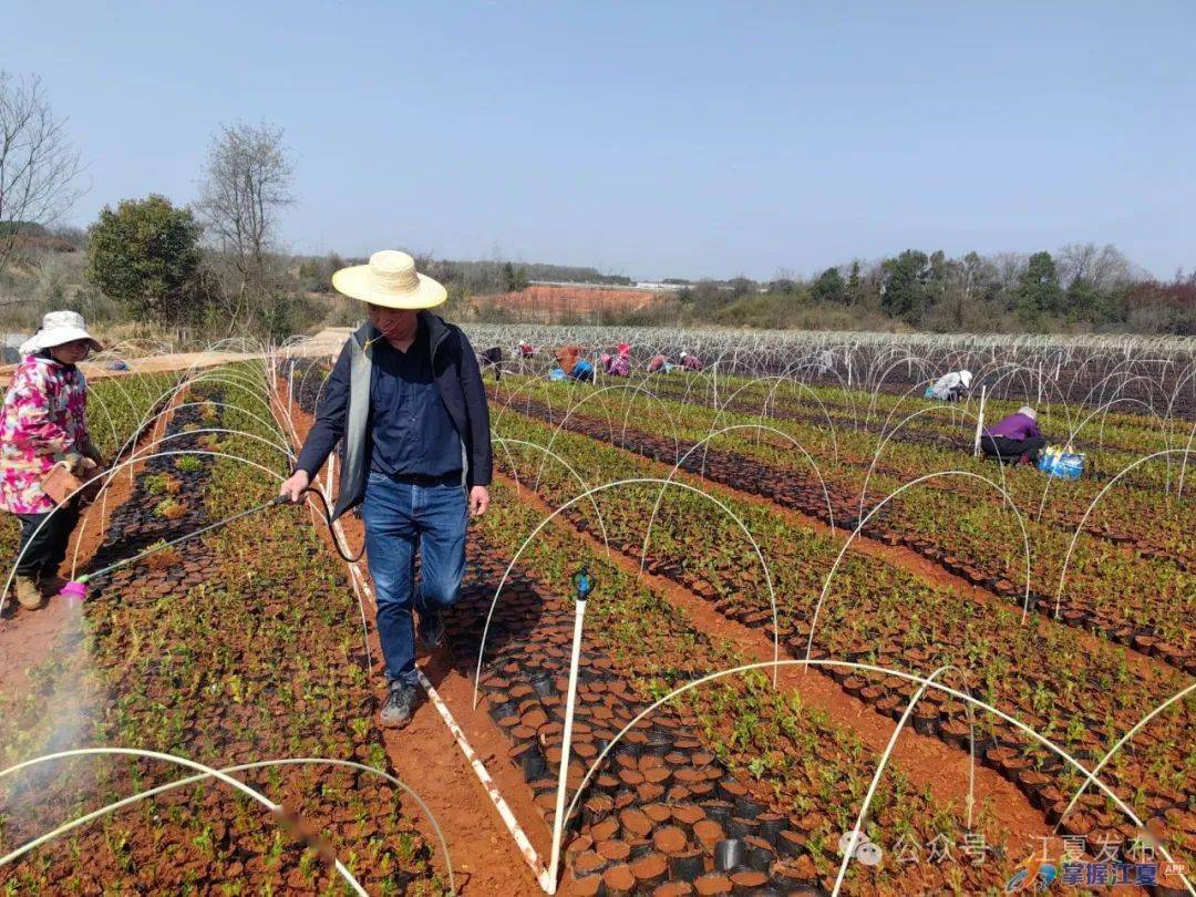 山坡街丰收村深耕"色块苗"产业助力乡村振兴_罗武_苗木_村民
