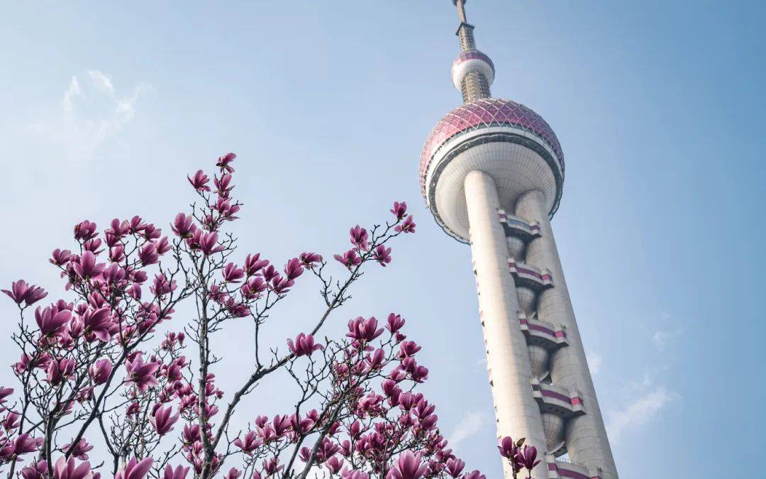 绝美玉兰花与上海地标同框→_白玉兰_花瓣_种植