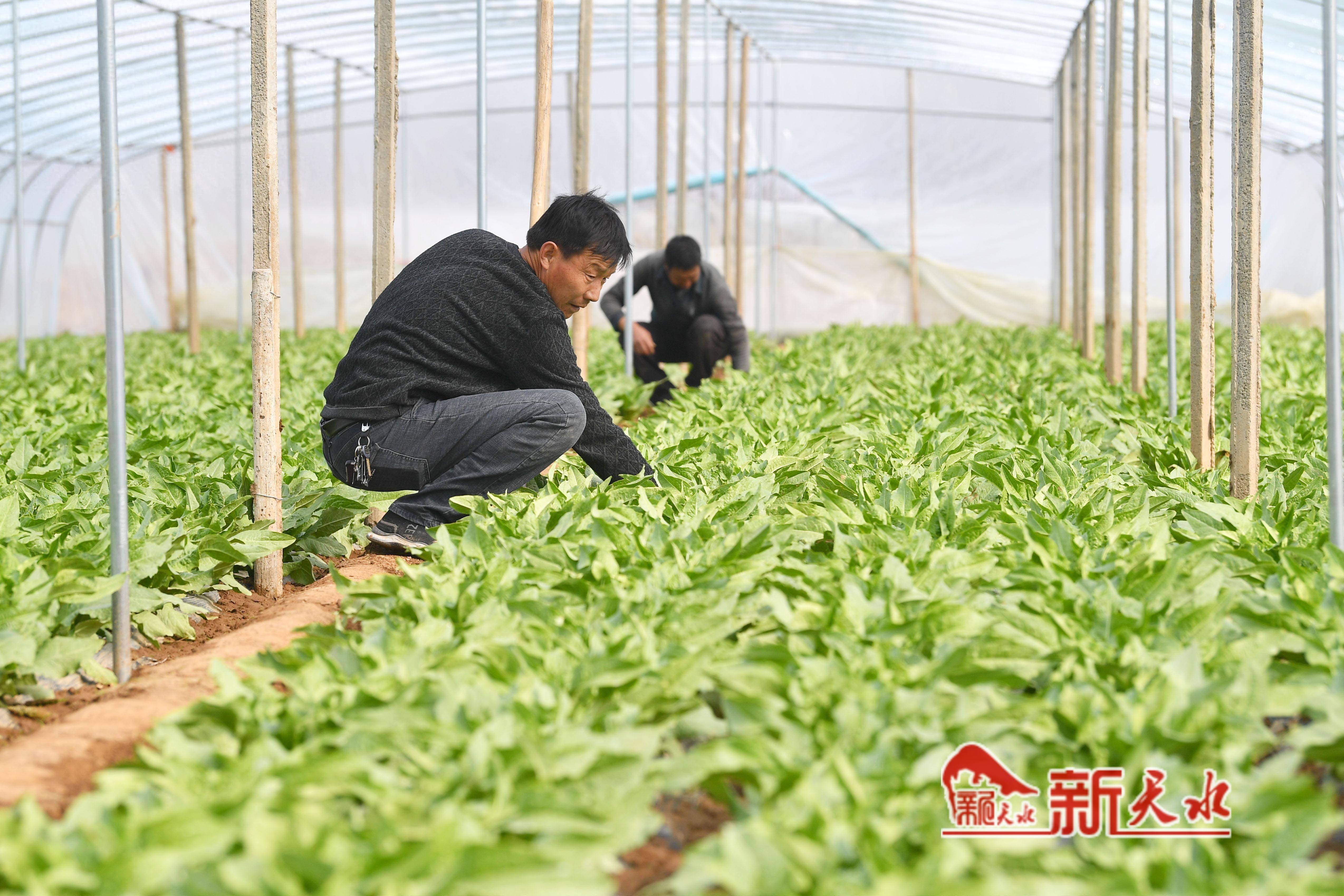 武山县蔬菜图片