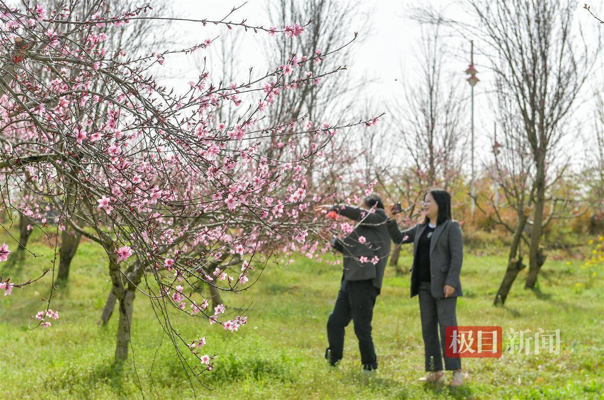 宜昌枝江东方年华数千株桃花盛开