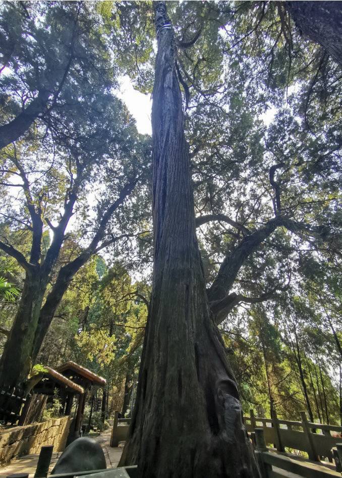第三届全国古树名木保护摄影大赛启动这一次它叫剑阁杯