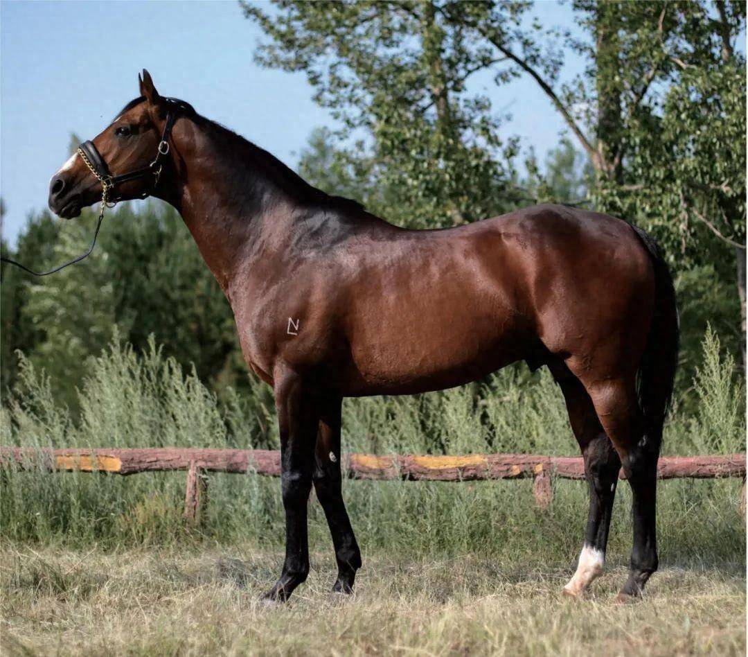 "伽利略"优秀子嗣,山西玉龙马业种马"苏萨"(sousa)是中国育马界的明星