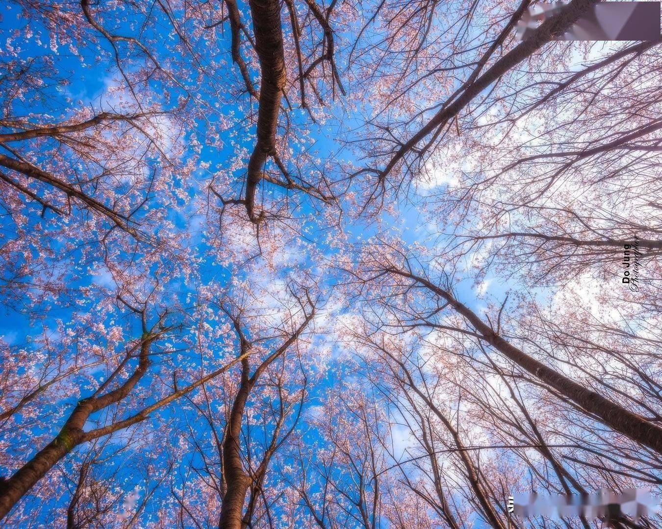 用手机拍春天风景