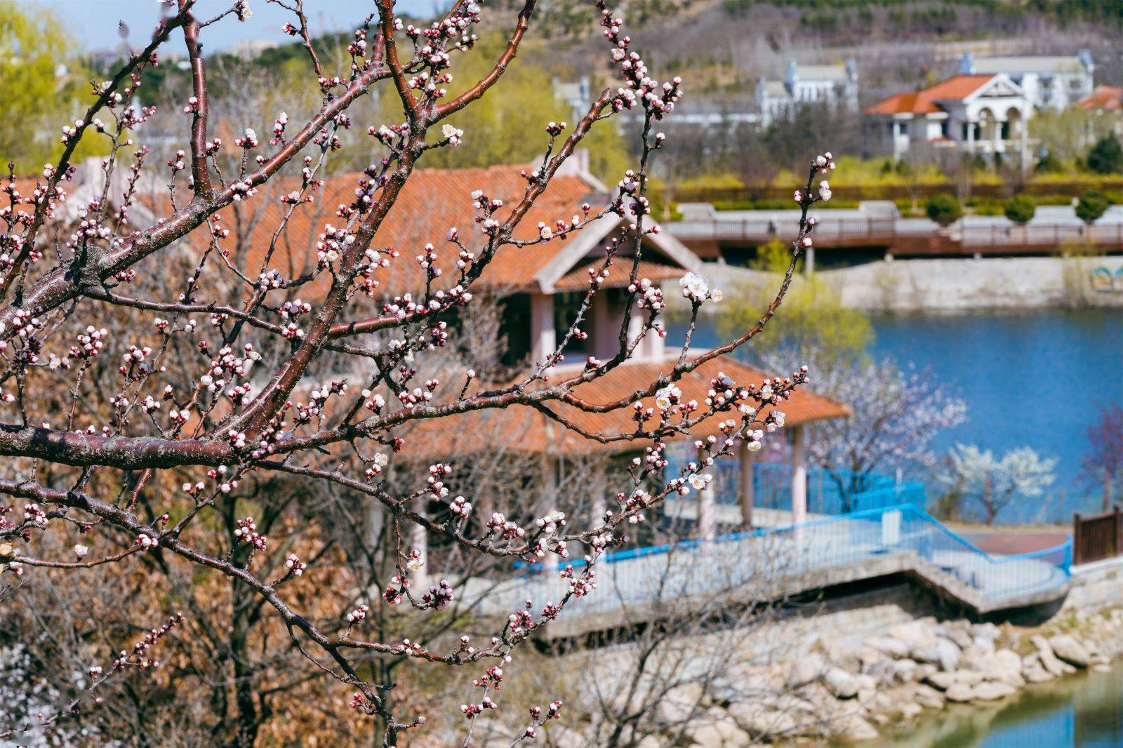 百花齐放 多家景区邀你打卡除了青岛梅园,李沧各大景区都有新的看点.