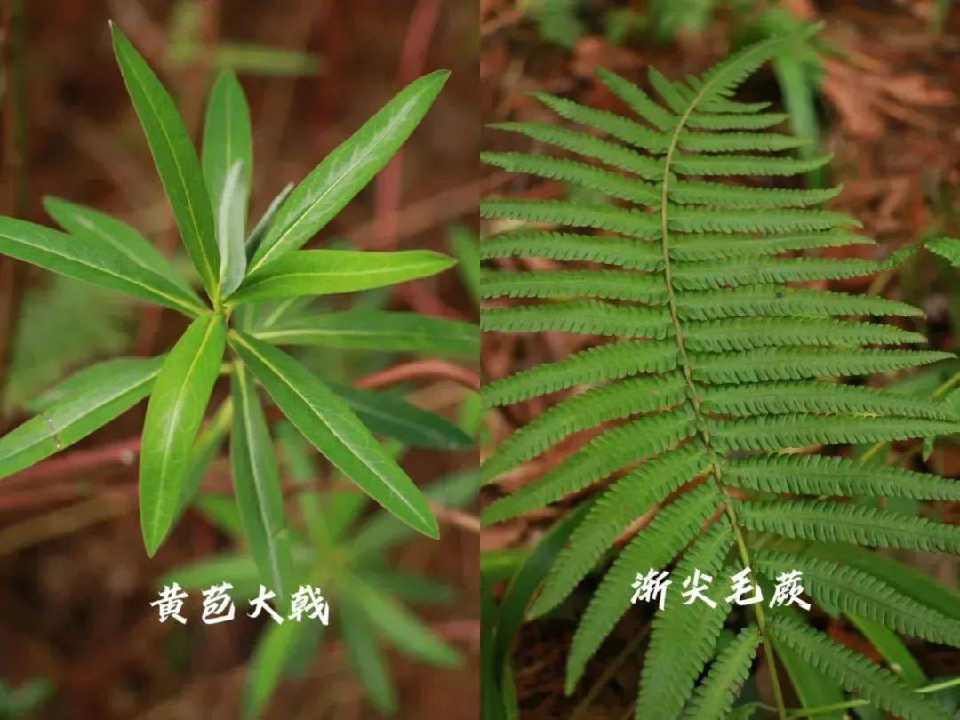 贵阳最适合"森"呼吸的地方→_公园_阿哈_植物园