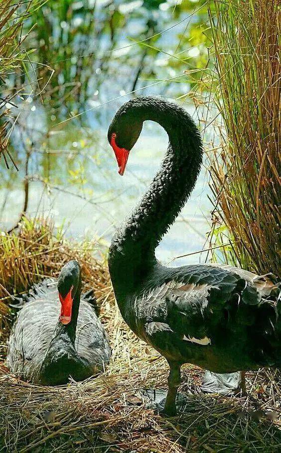 40张美丽黑天鹅照