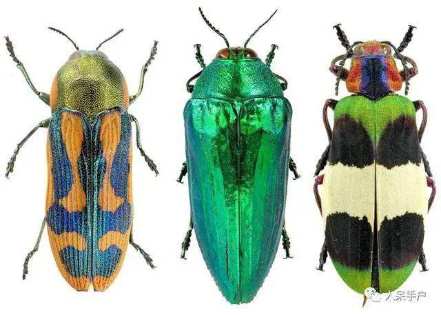 每日物种故事吉丁彩虹之眼就是我