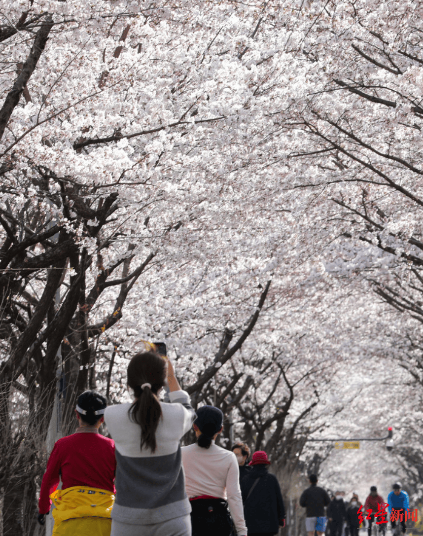 致日本现樱花开花乱象,生态系统将受严重冲击_影响_东京_气象